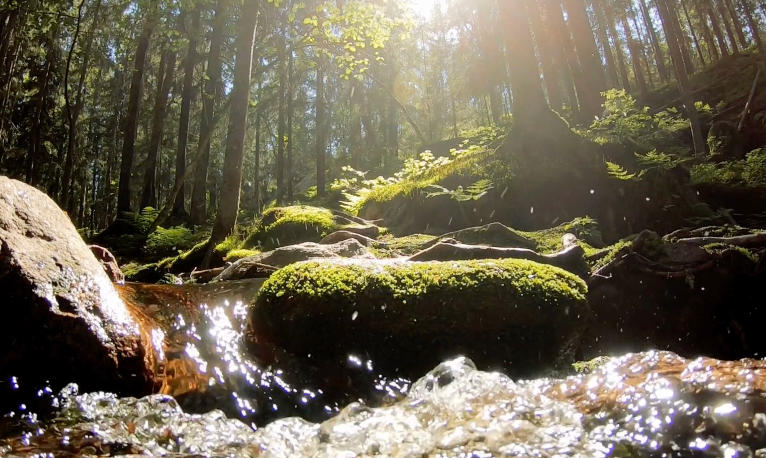 Lapland forest stream