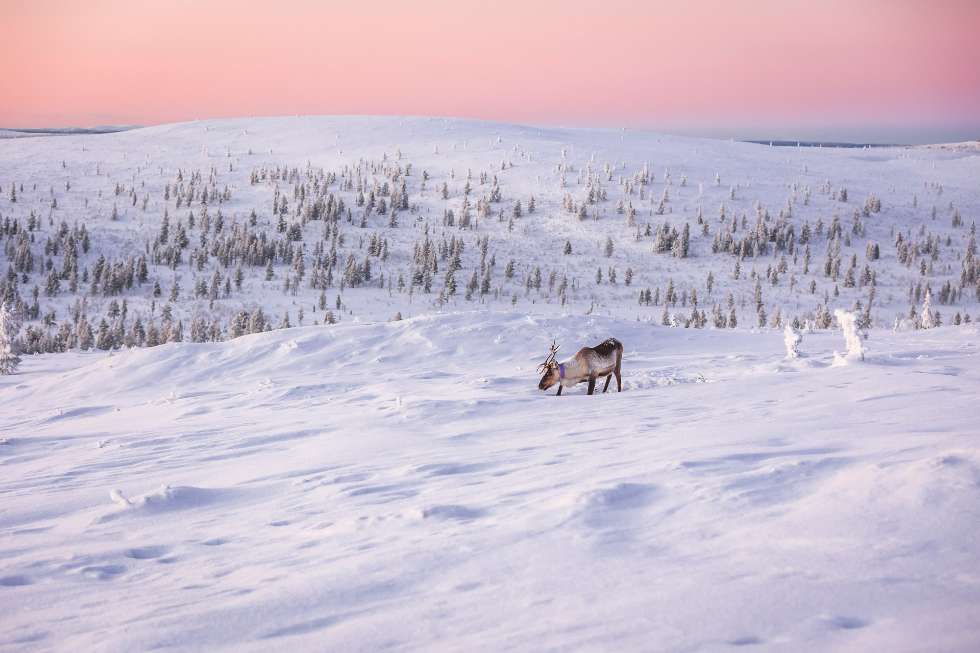 Lappsuites Kiilopää – new-build development in Saariselkä
